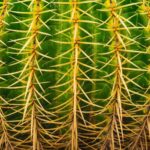 Are Cactus Plants Poisonous? A Guide to the Safety of Cactus Plants