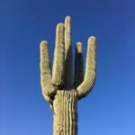 Names of Cactus Plants: A Guide to Common and Unique Cactus Varieties