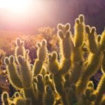 Does a Cactus Need Sun? Understanding the Light Needs of Cactus Plants