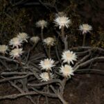Pink Night Blooming Cereus: A Stunning Desert Secret