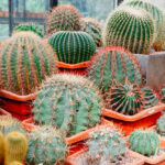 Do Cacti Need Fertilizer? Here’s the Real Answer