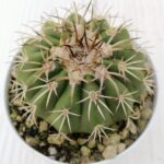 Discocactus
