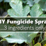 Fungicide Spray for Cactus: How to Safely Use Fungicide on Your Cactus Plants