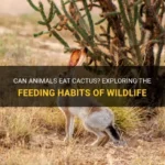 Do Mice Eat Cactus? A Look at What Animals Are Attracted to Cactus Plants