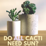 Does Cacti Need Sun: Understanding the Light Requirements for Cactus Plants