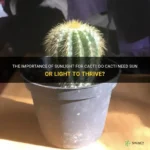 Do Cactus Need Sunlight: The Light Requirements for Healthy Cactus Growth