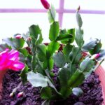 Can You Plant a Christmas Cactus Outside?