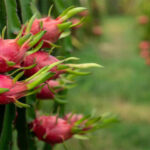Dragon Fruit Cactus Growth Rate: How Fast Does It Grow?
