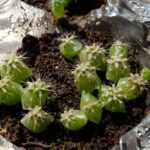 Do Cactus Have Seeds? How Cacti Reproduce and What Their Seeds Look Like