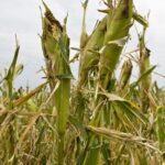 Using Ammonium Sulphate as Fertilizer: Pros and Cons
