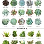Identification Types of Succulents: A Guide to Recognizing Different Succulent Species