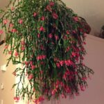 Is Christmas Cactus a Succulent: Understanding the Characteristics of Christmas Cactus
