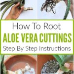 How to Root Aloe Vera: A Step-by-Step Guide for Growing Aloe Vera from Cuttings