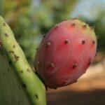 Can You Eat a Cactus Pear: A Delicious Guide to Eating Cactus Pears