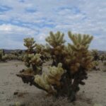 Explore the Cactus Garden at Joshua Tree National Park