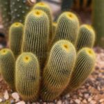 Echinocactus Grusonii Growth Rate: How Fast Does the Golden Barrel Cactus Grow?