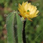 Cactus Flower Names with Pictures: A Visual Guide to Beautiful Cactus Blooms