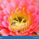 Echinopsis Trichocereus Flying Saucer: The Unique and Stunning Flying Saucer Cactus