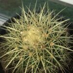 Cactus with White Fuzz: What Is It and How to Treat It