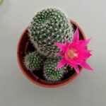 How Often Do Cactus Bloom: Understanding the Flowering Cycle of Cactus Plants