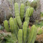 Escontria