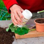 How to Use Rooting Hormone: Boosting Success in Cactus Propagation