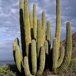 False Saguaro vs Saguaro: Understanding the Key Differences Between These Iconic Cacti