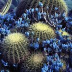 Cactus with Blue Flowers: Discover the Stunning Cacti with Blue Blooms