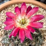 Do Cactus Have Flowers? Exploring the Flowering Habits of Cactus Plants
