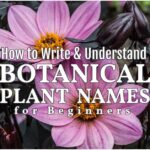Proper Way of Writing Scientific Names: How to Write Botanical Names Correctly