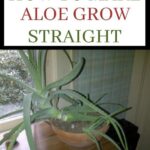 How to Grow Aloe Plants from Cuttings