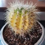 Will a Yellow Cactus Turn Green Again: What Causes Yellowing in Cactus and How to Fix It