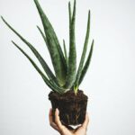 Aloe Vera Plant Propagation: Everything You Need to Know