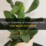 Ficus Tree Cold Tolerance: Can It Survive the Chill?