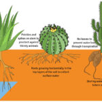 How Deep Are Cactus Roots: Understanding Cactus Root Systems and Their Needs