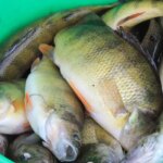 Does Fish Fertilizer Go Bad? Understanding the Shelf Life of Fish Fertilizer