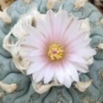 Where Can I Take Peyote in AZ? Exploring the Legal and Ethical Considerations