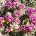 Do All Cacti Flower: The Flowering Habits of Cactus Plants