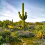 What States Have Cactus? Discover the Best Cactus Growing Locations Across the U.S.