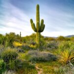 Natural Cactus Reserves in the World: Where to Find These Fascinating Cacti