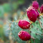Cactus Pear: How to Eat and Enjoy This Delicious Cactus Fruit