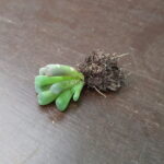 Most Common Succulent Plants You’ll Want for Your Collection