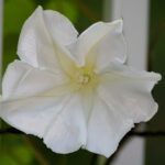 The Flower That Takes the Longest to Bloom – Patience Pays Off!