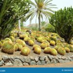 Barrel Cactus Latin Name: Understanding the Latin Name and Classification of Barrel Cactus