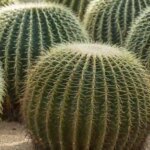 How to Propagate Cactus Pups: A Beginner’s Guide to Growing New Cactus Plants
