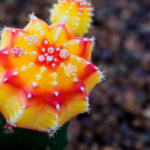 How to Care for a Grafted Cactus the Right Way