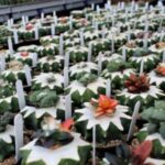How to Take Care of Grafted Cactus: Tips for Maintaining a Healthy Grafted Cactus