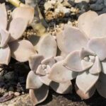 Ghost Plant Long Stem: How to Care for the Unique Ghost Plant with Long Stems