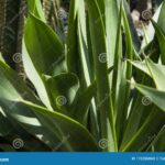 Cactus with Long Leaves: Identifying and Caring for Cactus Varieties with Long Leaves