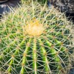 Cactus with Long Spines: How to Care for Cacti with Long and Sharp Spines